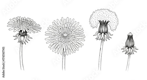 Four dandelion flowers are depicted in different stages of their life cycle, from bud to seed head, in a detailed black and white illustration.