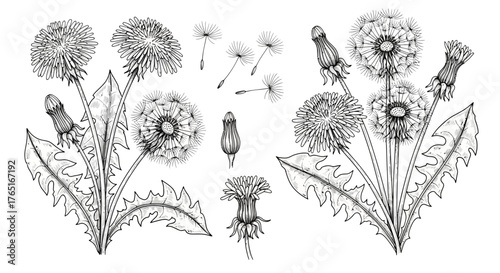 Detailed botanical illustration of dandelion plants with seed heads, buds, leaves, and individual seeds, rendered in a monochrome, linear style.