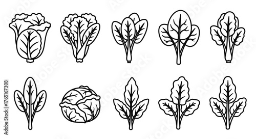 Line art illustration of ten different leafy green vegetables, including cabbage, lettuce, spinach, and other greens, arranged in two rows.