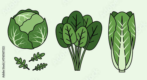 Illustration of three types of green leafy vegetables: cabbage, spinach, and napa cabbage, with arugula leaves, on a light green background.