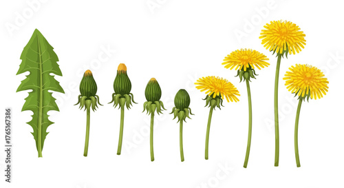 Illustration of a dandelion's life cycle, showing a leaf, buds in various stages of development, and fully bloomed yellow flowers.