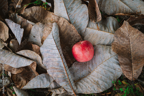 落ち葉の上のりんご