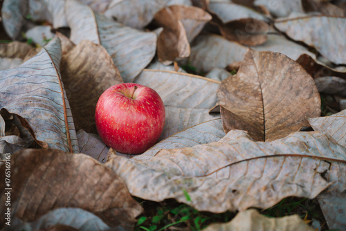 落ち葉の上のりんご