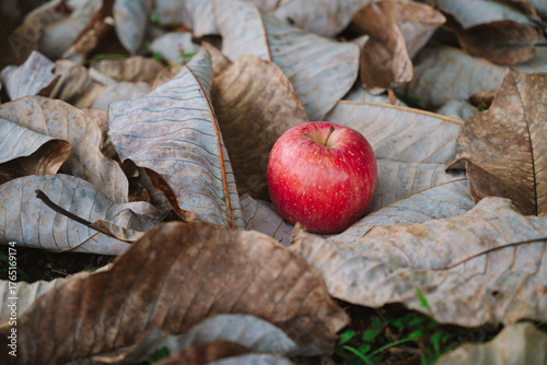 落ち葉の上のりんご