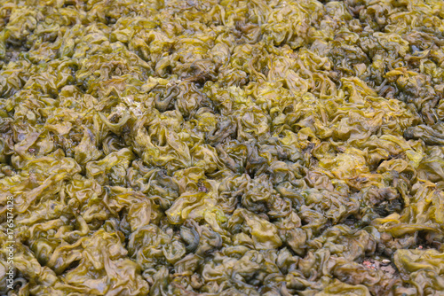 Nostoc algae comprising of cyanobacteria that form jelly-like colonies