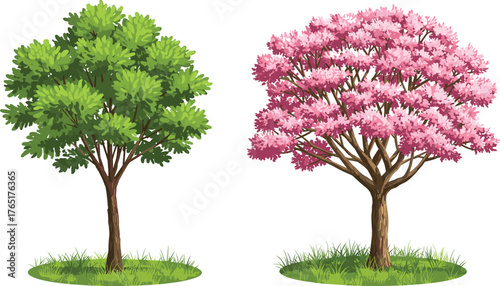 Green Leafy Tree and Pink Cherry Blossom Tree Side by Side on Grass Patch, Botanical Spring Nature Illustration for Landscape Design