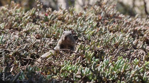 Squirrel Stares From On Top Of Plants In Sunlight