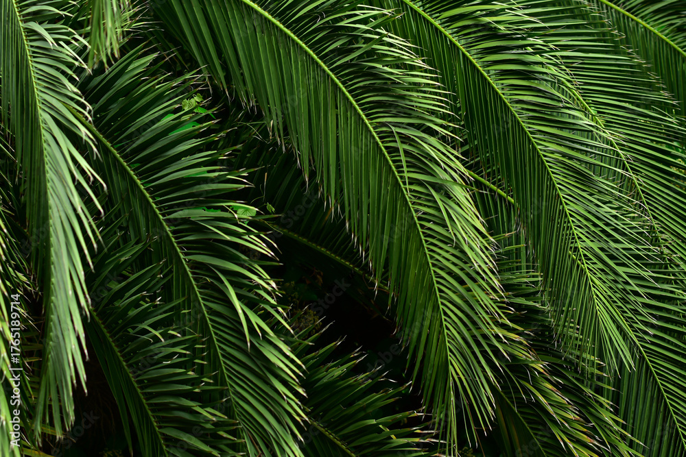 Obraz premium Green tropical Palm leaves background. Coconut leaf abstract texture background.