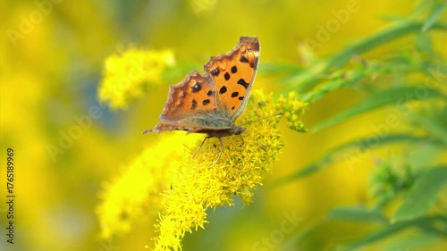 風に揺れるブタクサの黄色い花で蜜を吸うツマグロヒョウモン