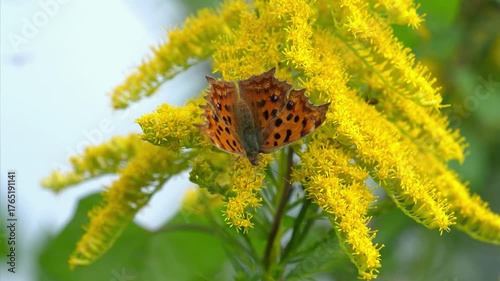 風に揺れるブタクサの黄色い花で蜜を吸うツマグロヒョウモン