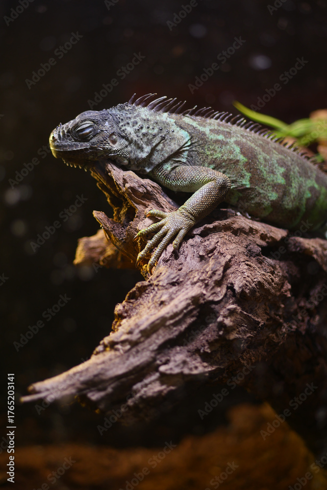 Fototapeta premium Green iguana resting on a log in a natural habitat