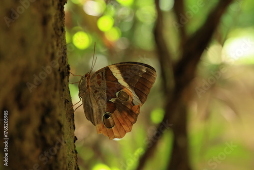 Thauria aliris intermedia Crowley (Tufted Jungleking) Pa Wai Waterfall , Tak province ,THAILAND	