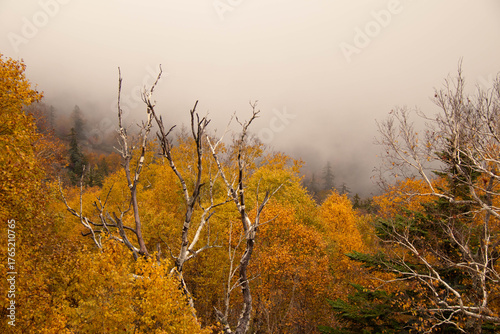霧に包まれる紅葉の山肌