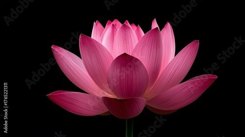 A closeup image of a lotus flower in a dark background. The image is rendered in 3d quality.