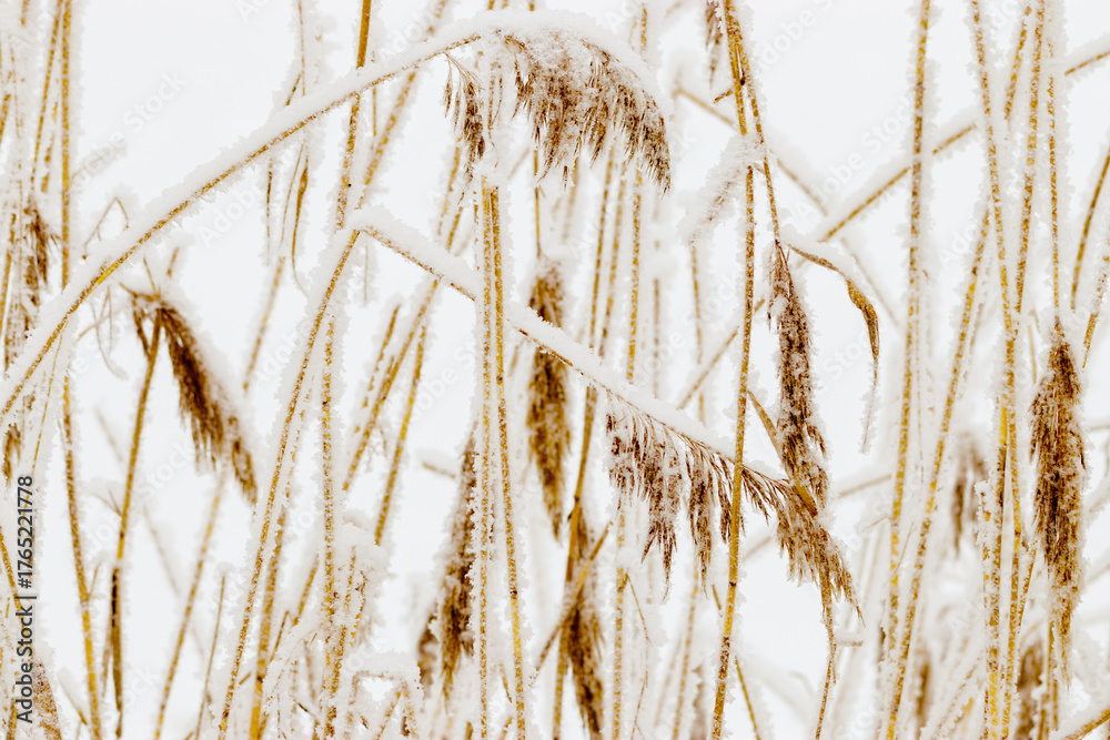 Fototapeta premium Snow-Covered plants in Winter Landscape, Close-up pampas grass as natural aesthetic pattern, minimalism in beauty of nature, frosty reeds in serene wintertime scenery, white beige bworn neutral tones