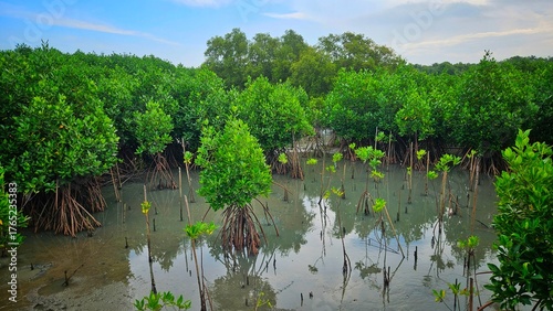young mangrove trees area on swamp in mangrove forest beside sea shore land scape and cloudy sky.