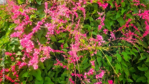 Pink flower and ivy leaves bush wall for nautural background.