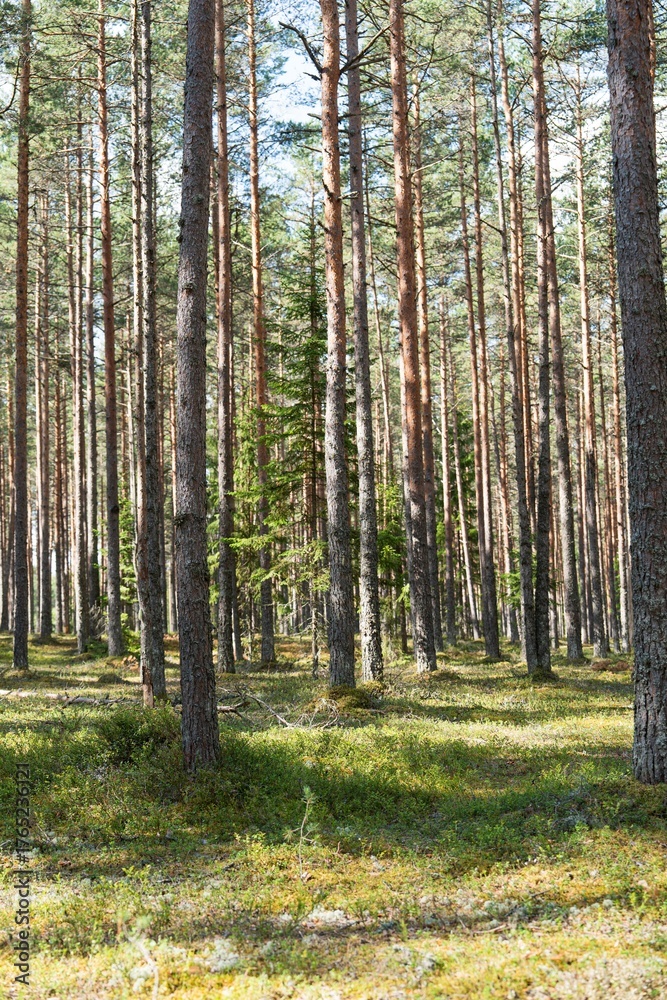 Obraz premium Explore a serene forest scene with towering pine trees, lush greenery, and soft sunlight filtering through the leaves. Ideal for nature-themed projects and evoking tranquility.