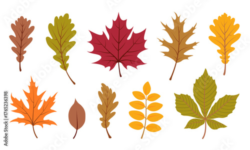 Colorful autumn leaves set. Collection of various fall foliage isolated on white background. Hand drawn vector illustration in flat style. Botanical elements for autumnal design