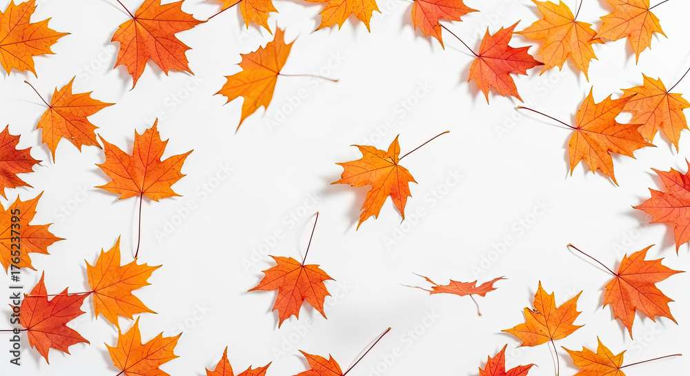 Fototapeta premium Falling Orange Autumn Maple Leaves on White Background.