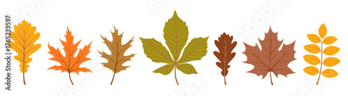 Colorful autumn leaves set. Collection of various fall foliage isolated on white background. Hand drawn vector illustration in flat style. Botanical elements for autumnal design