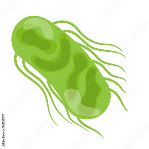 Salmonella Typhi Vector Illustration. Salmonella Typhi structure