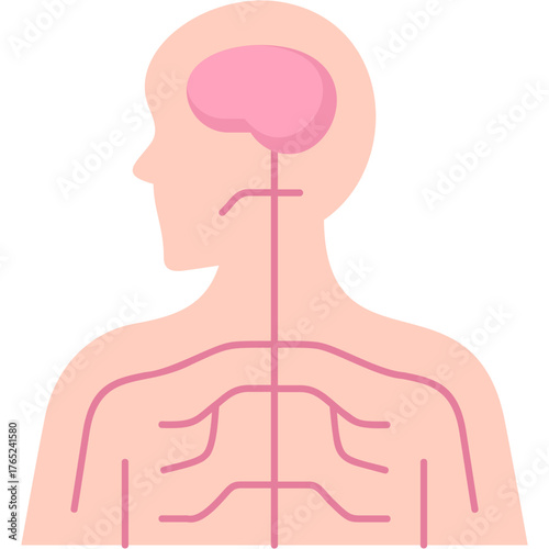 Nervous System Illustration