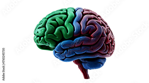 3d rendered illustration of a brain