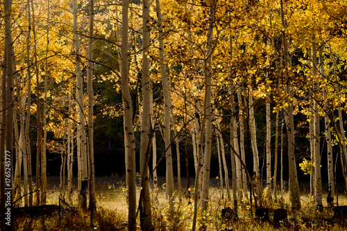 autumn leaves in the forest, warm feelings, Utah Fall
