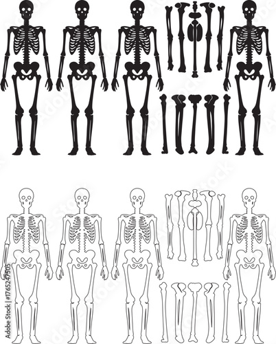 Human bones skeleton structure elements set