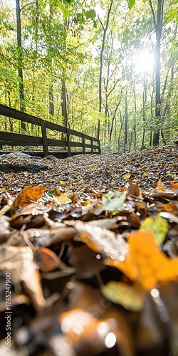 Serene Forest Pathway with Sunlight Filtering Through Trees
