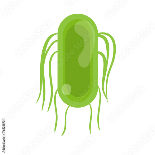 Salmonella Typhi Vector Illustration. Salmonella Typhi structure
