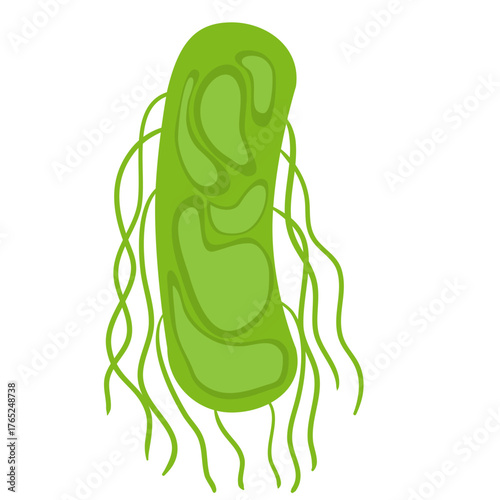 Salmonella Typhi Vector Illustration. Salmonella Typhi structure