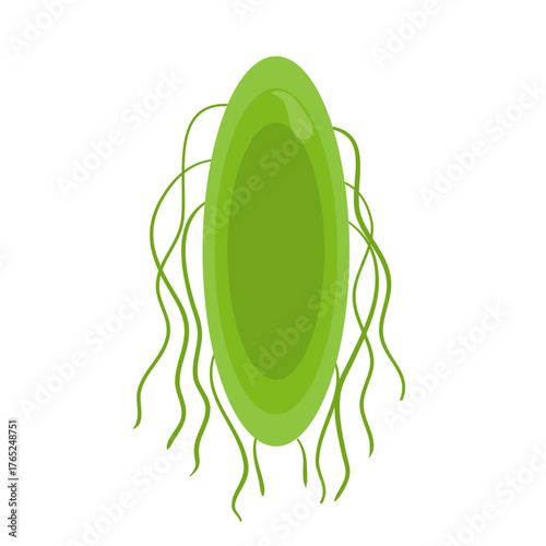 Salmonella Typhi Vector Illustration. Salmonella Typhi structure