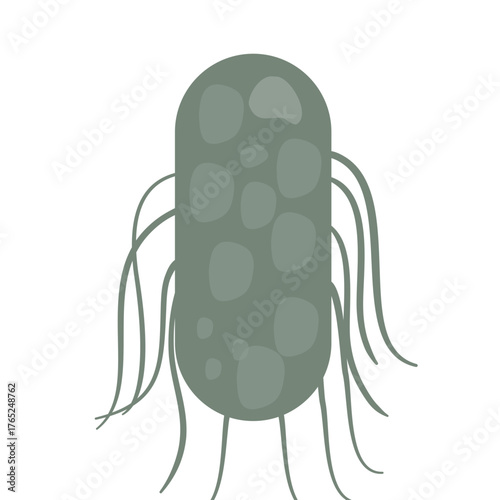 Salmonella Typhi Vector Illustration. Salmonella Typhi structure