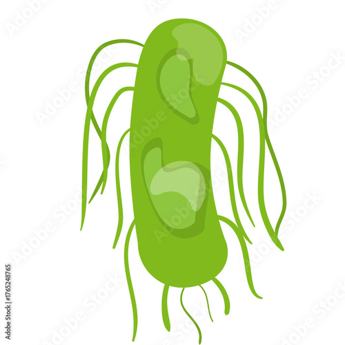 Salmonella Typhi Vector Illustration. Salmonella Typhi structure