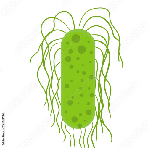 Salmonella Typhi Vector Illustration. Salmonella Typhi structure