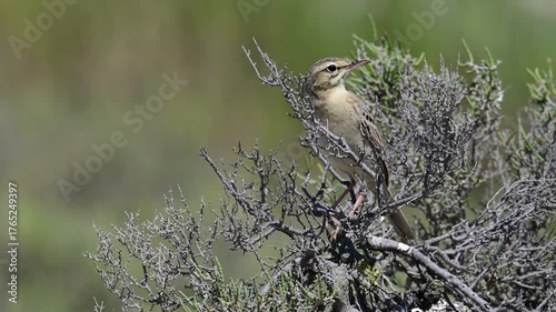 Brachpieper // Tawny Pipit (Anthus campestris) 