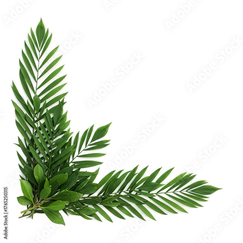 Green Palm Leaf Corner Frame Isolated Realistic Photo