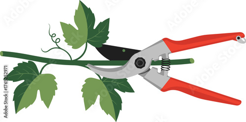 Pruning Grape Vine with Hand Pruners in Garden, Horticultural Practice for Plant Care and Maintenance, Conceptual for Landscaping & Agriculture, Modern Vector Illustration for Print & Web Design (198/