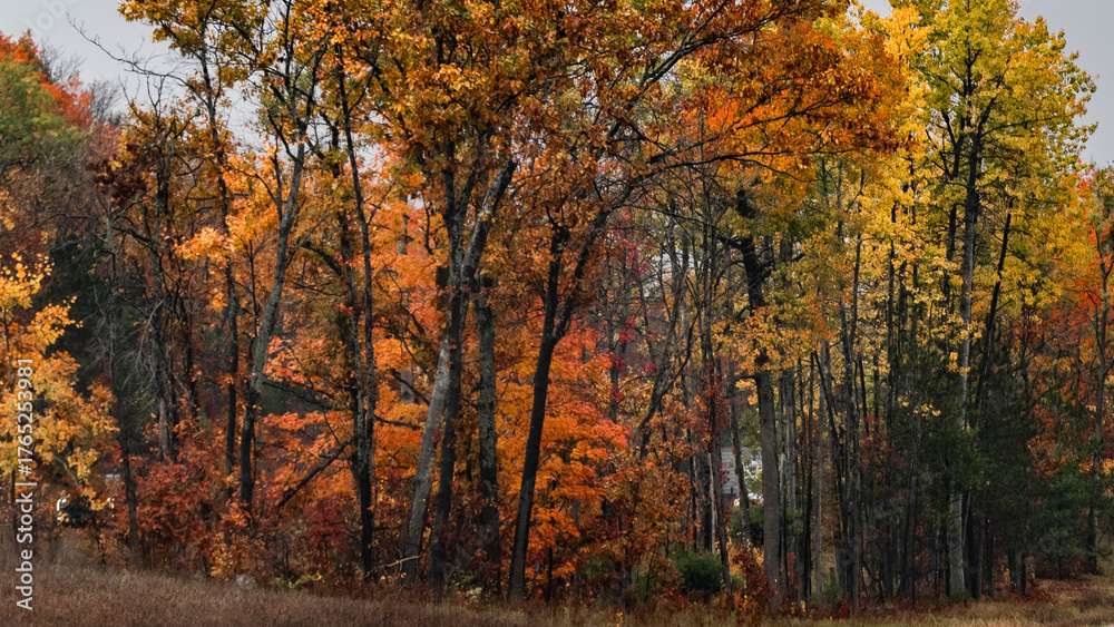 Obraz premium autumn landscape with trees