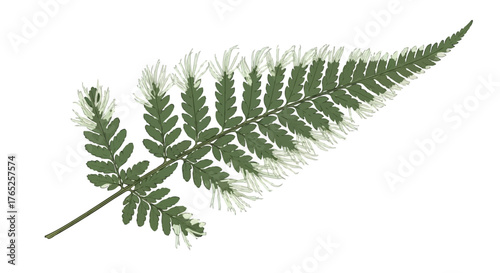 Delicate White Crested Fern Frond Botanical Study