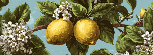 Ilustración botánica detallada de limones maduros y delicadas flores blancas en una rama, sobre un fondo azul claro, evocando frescura y naturaleza.