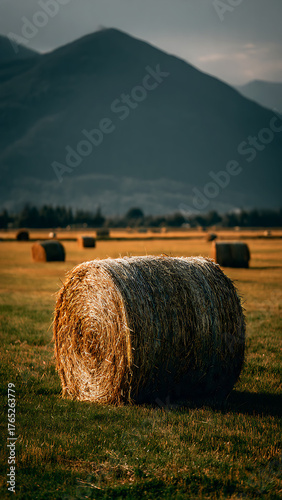 hay bales in the field