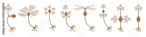 set of neuron vector
