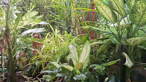 Tropical Rain Garden with Fresh Green Plants After Rainfall