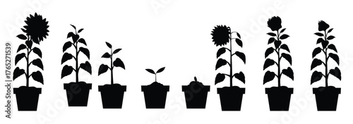 sunflower plant growth and development stages illustration 