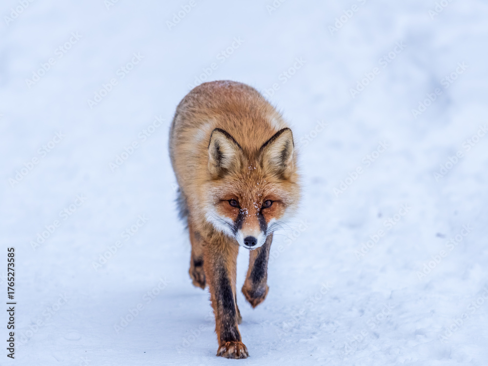 Obraz premium European Red Fox (Vulpes vulpes) in winter forest