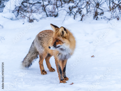 Tableau sur toile European Red Fox (Vulpes vulpes) in winter forest