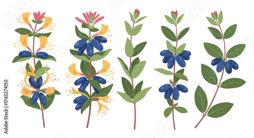 Set of honeysuckle branches with ripe blue berries and delicate yellow flowers.